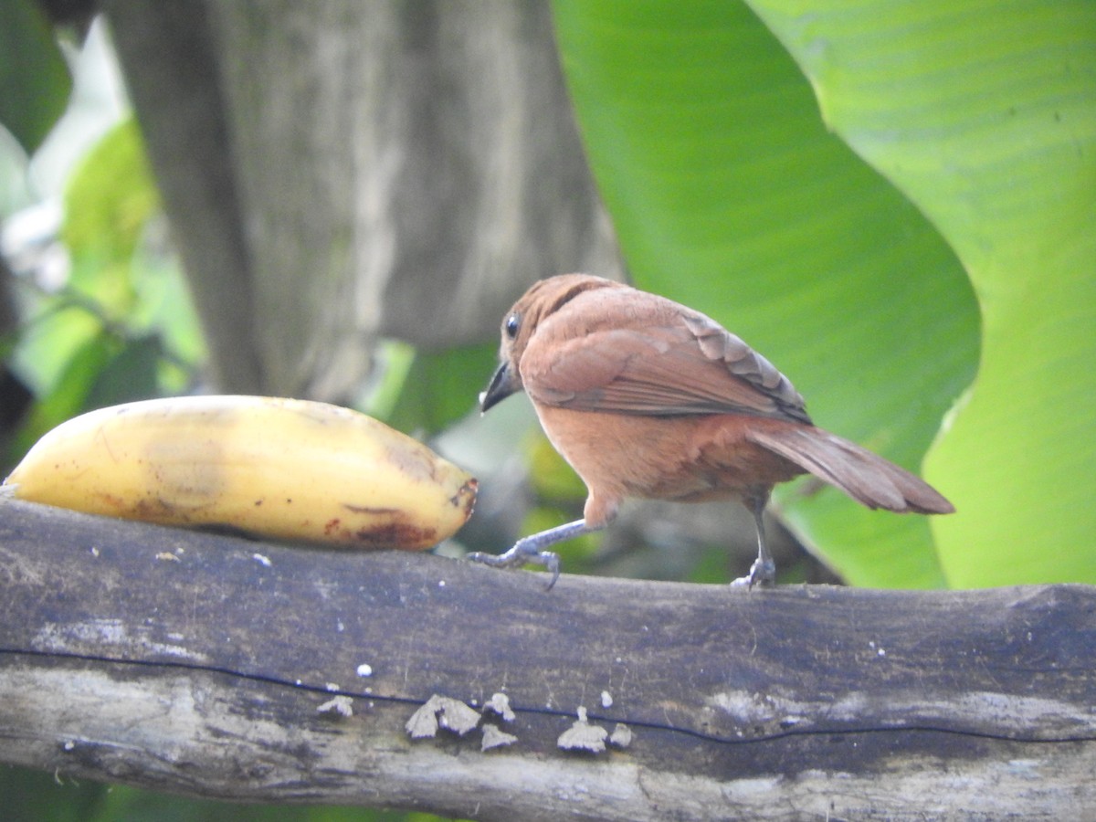 White-lined Tanager - ML646554359