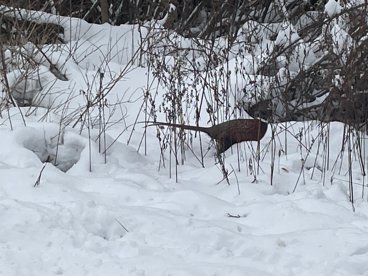 環頸雉 - ML646554361