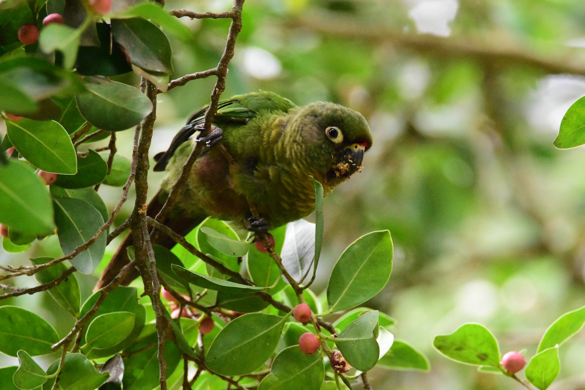 Maroon-bellied Parakeet - ML646554363