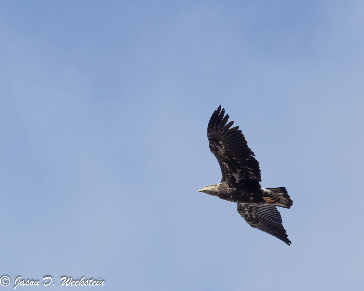 Bald Eagle - ML646554364