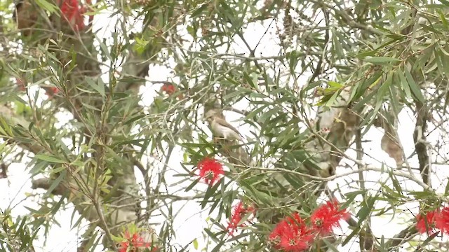 Brown-backed Honeyeater - ML646554366
