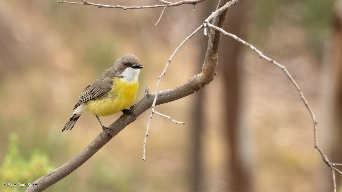 ノドジロセンニョムシクイ - ML646554368