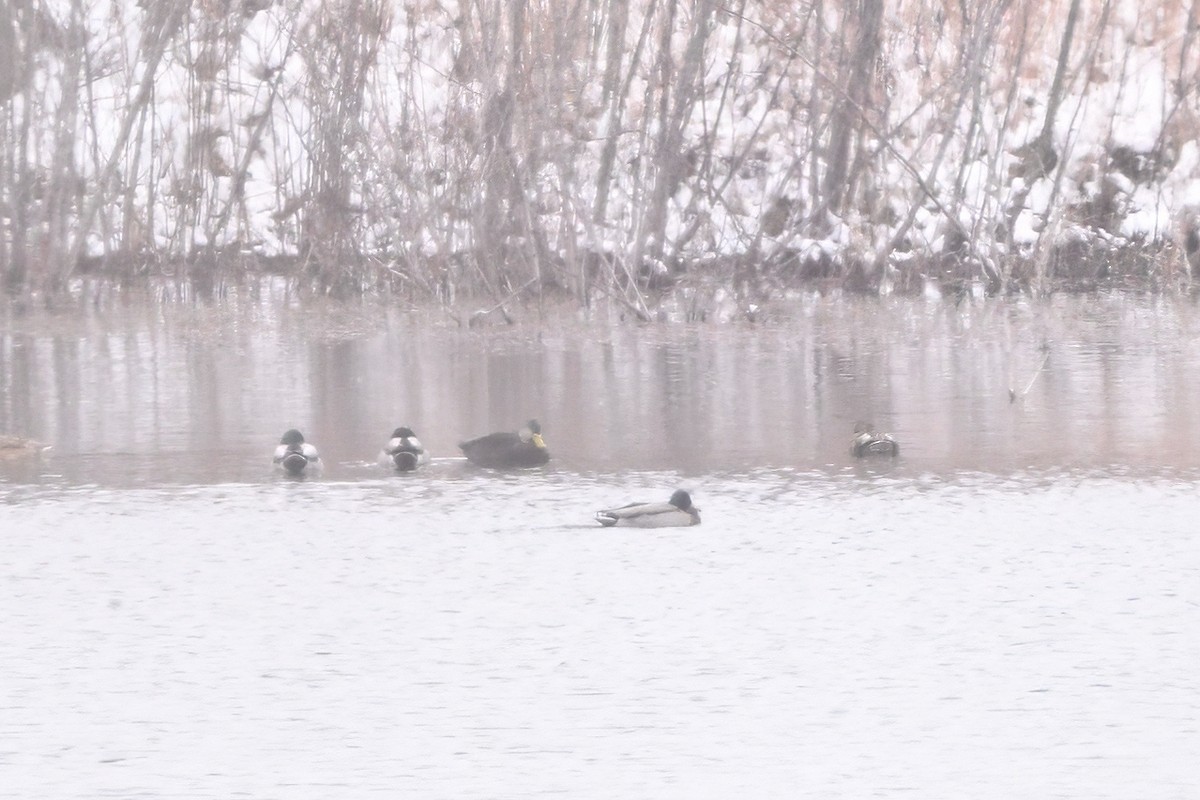 ברווז שחור אמריקני - ML646554369