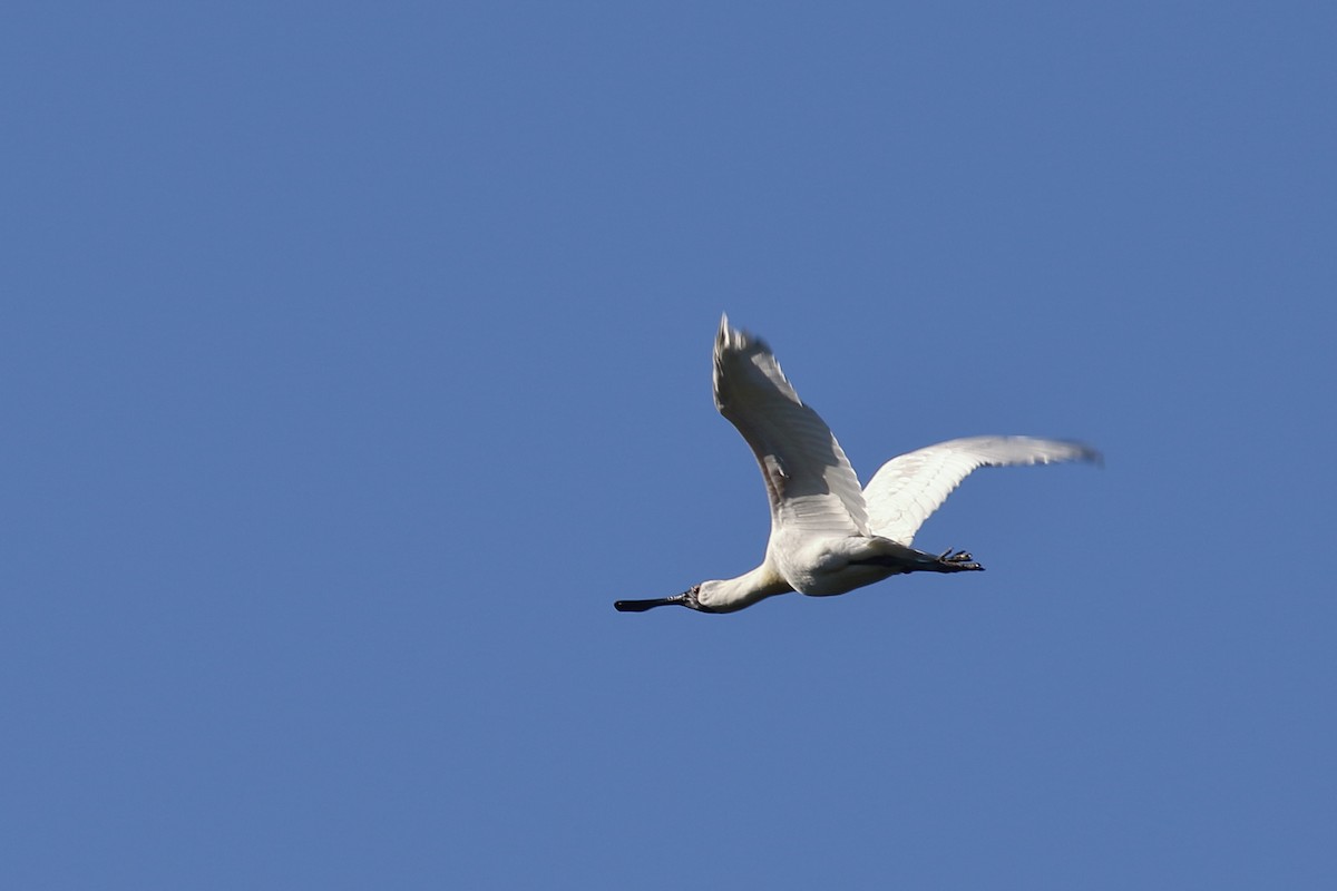 Royal Spoonbill - ML646554370