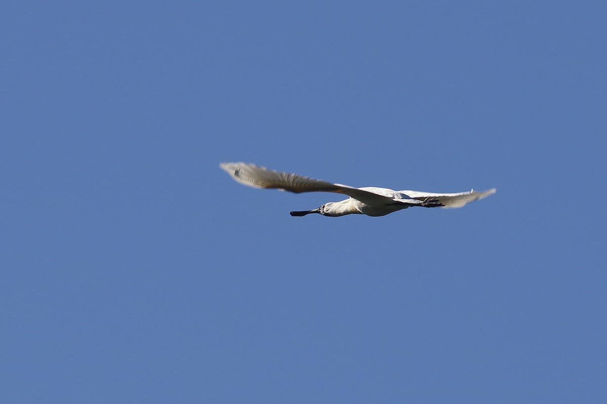 Royal Spoonbill - ML646554371