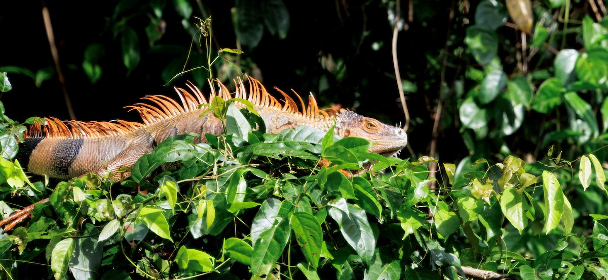 Green Iguana - ML646554372