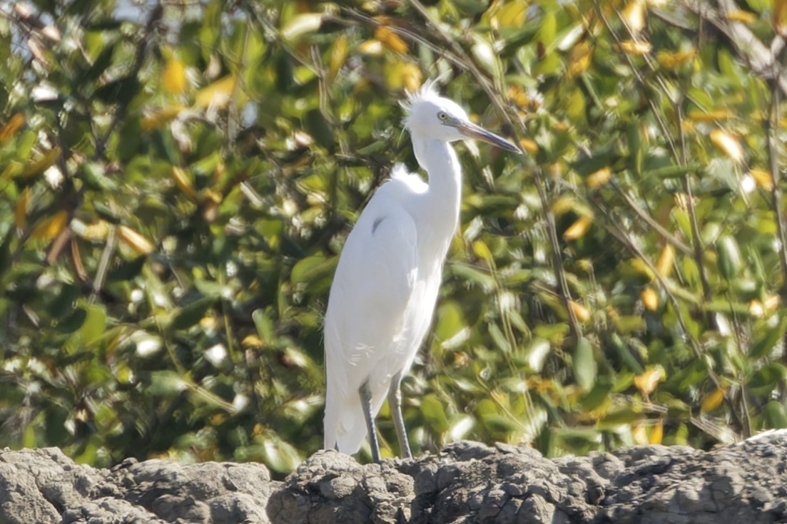 Aigrette de Chine - ML646554373