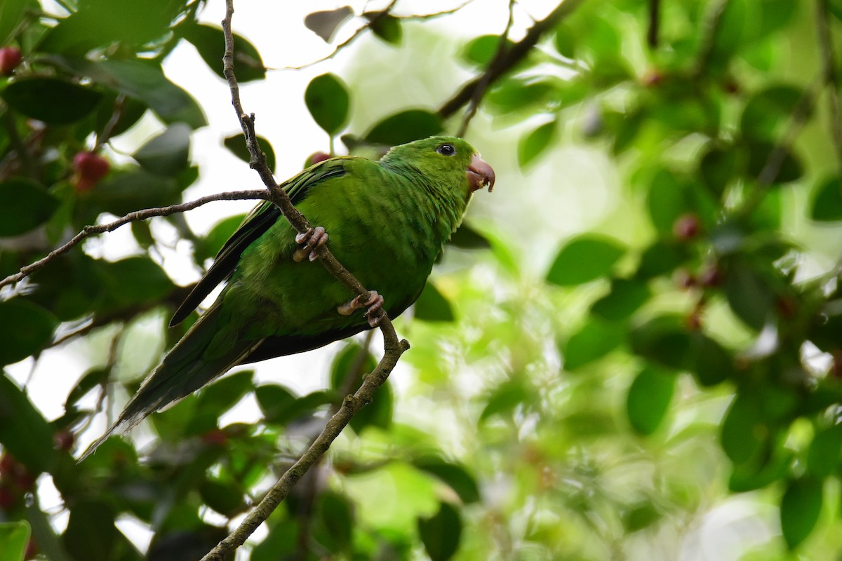 Plain Parakeet - ML646554374