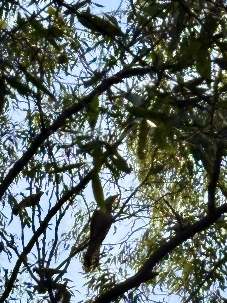 Channel-billed Cuckoo - ML646554375
