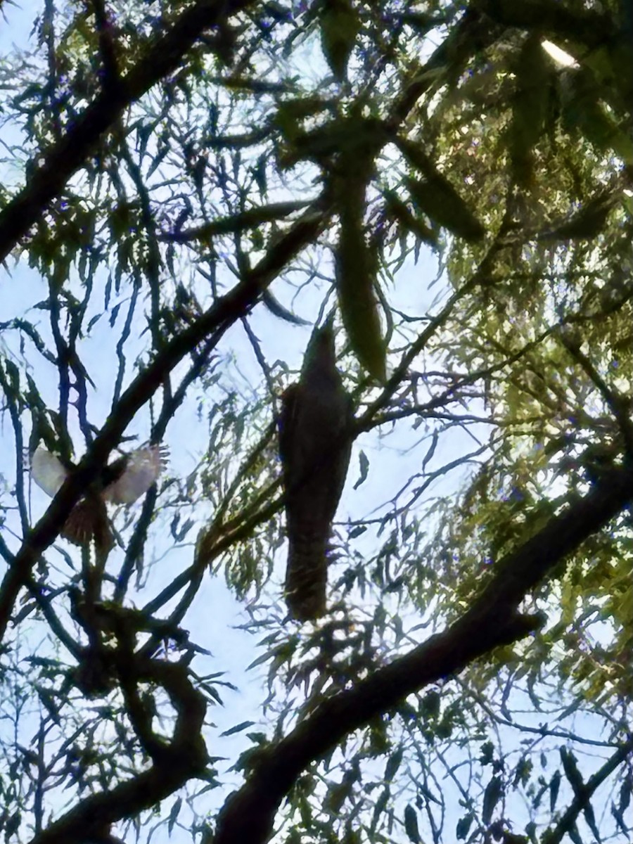 Channel-billed Cuckoo - ML646554376