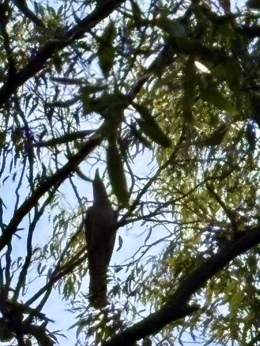 Channel-billed Cuckoo - ML646554377