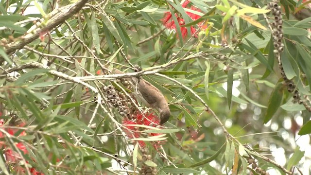 Brown-backed Honeyeater - ML646554378