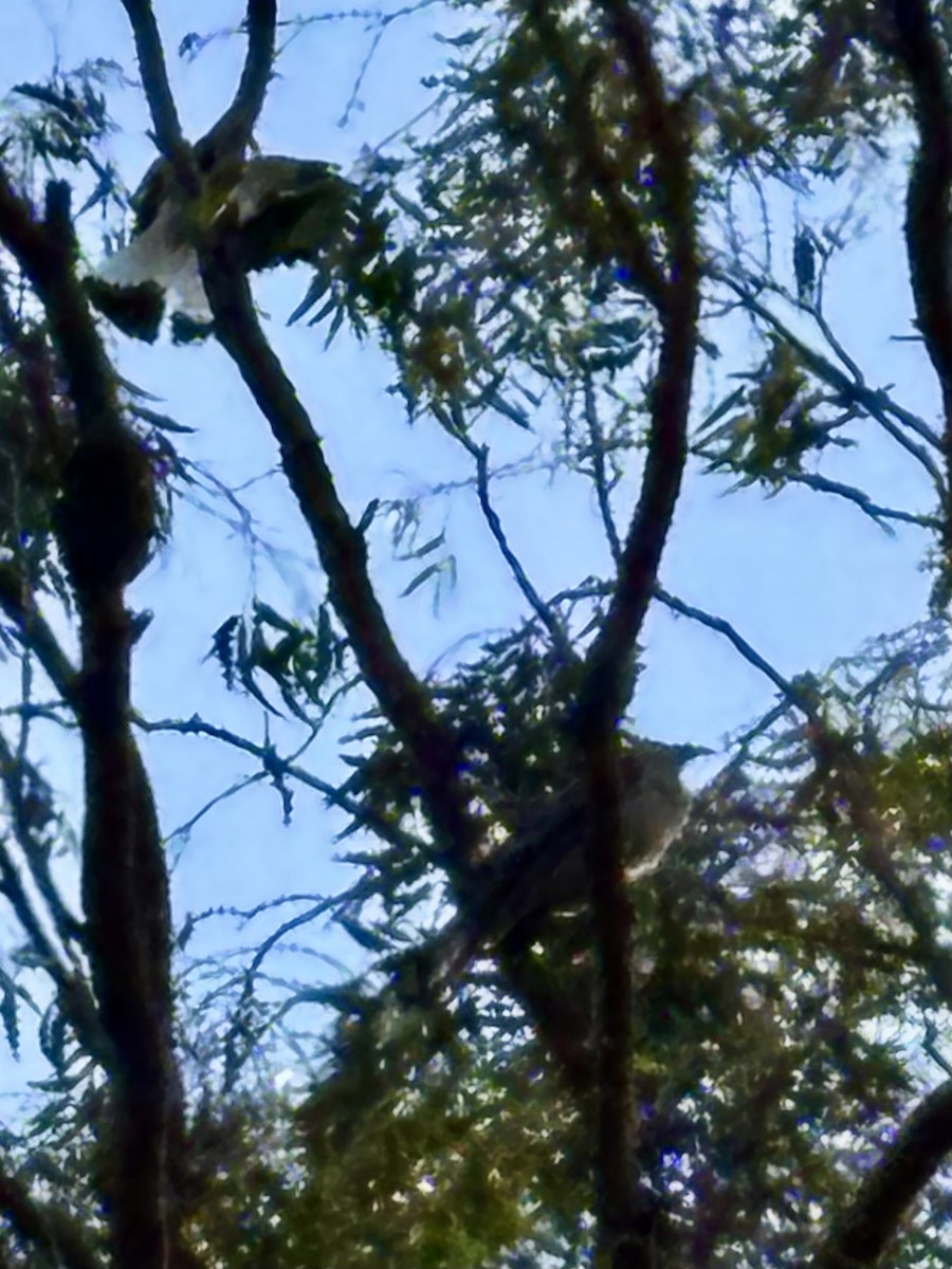 Channel-billed Cuckoo - ML646554379