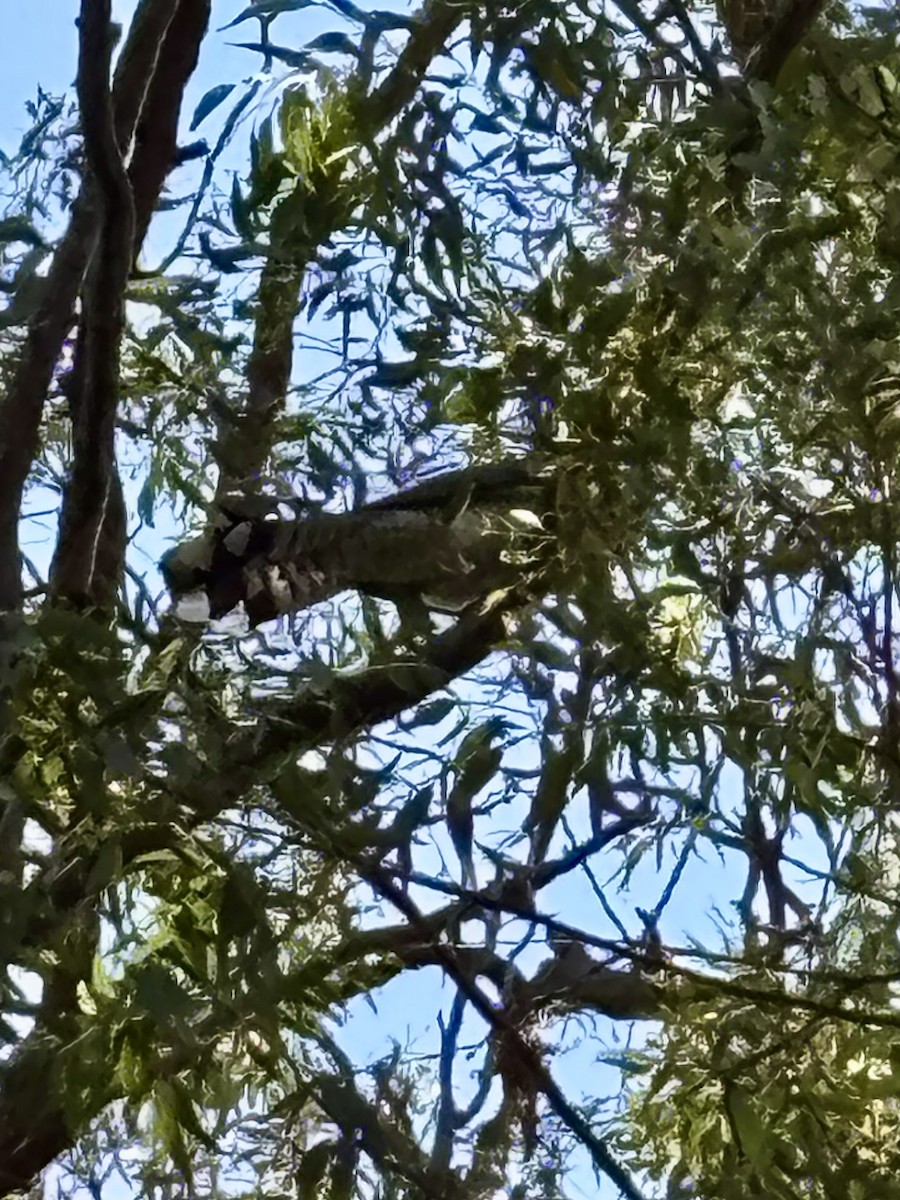 Channel-billed Cuckoo - ML646554380