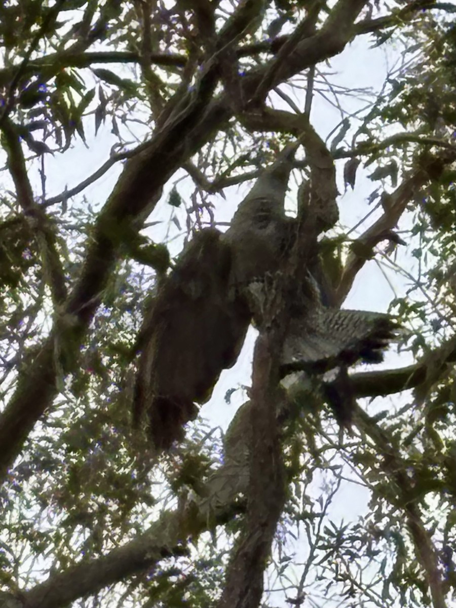 Channel-billed Cuckoo - ML646554381