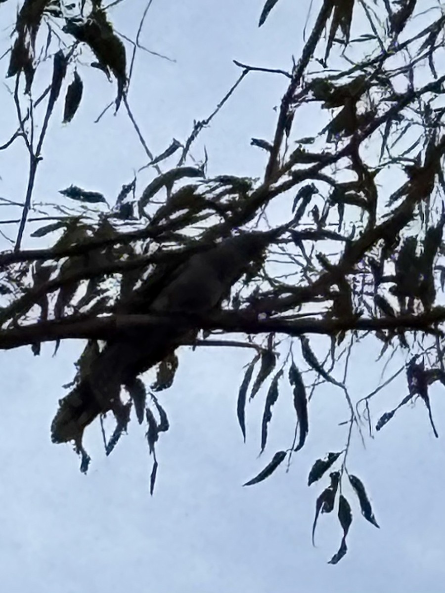 Channel-billed Cuckoo - ML646554382