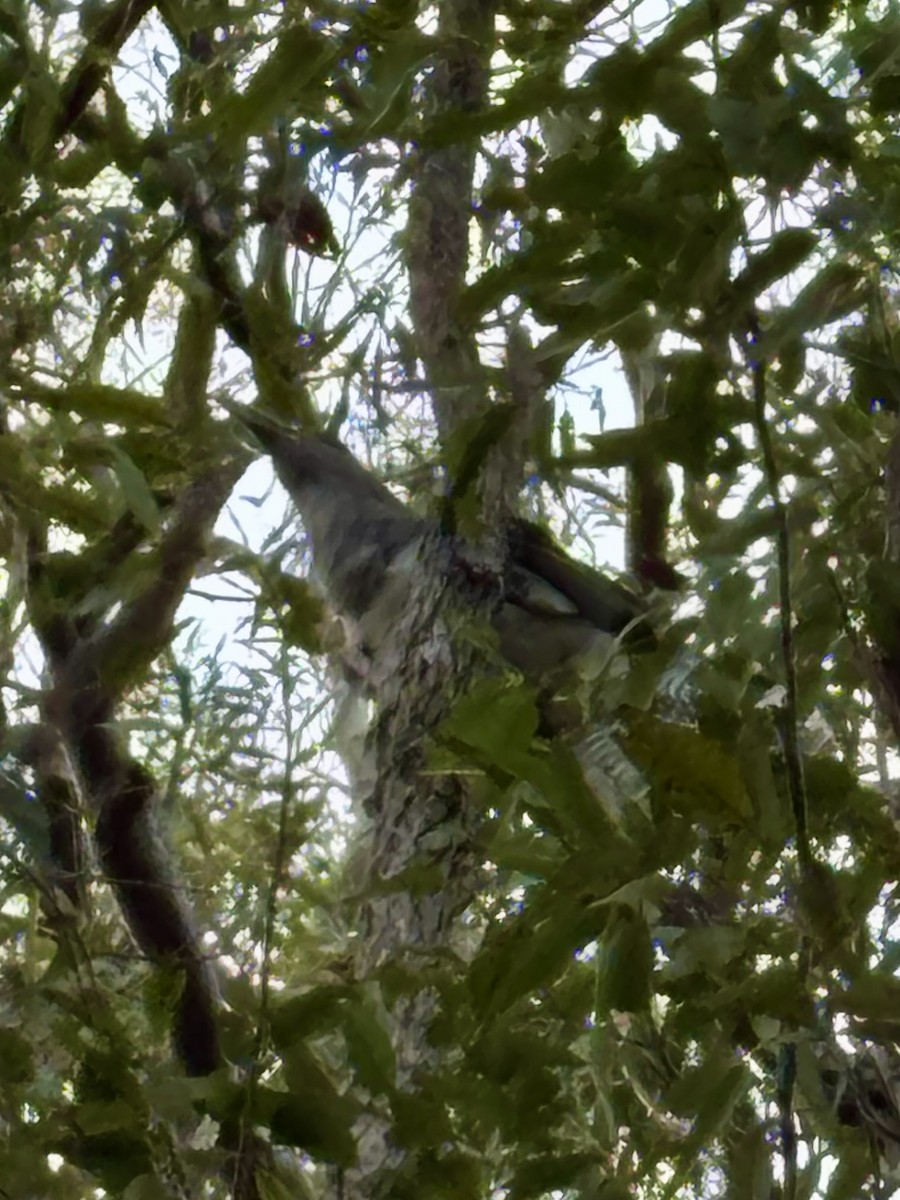 Channel-billed Cuckoo - ML646554383