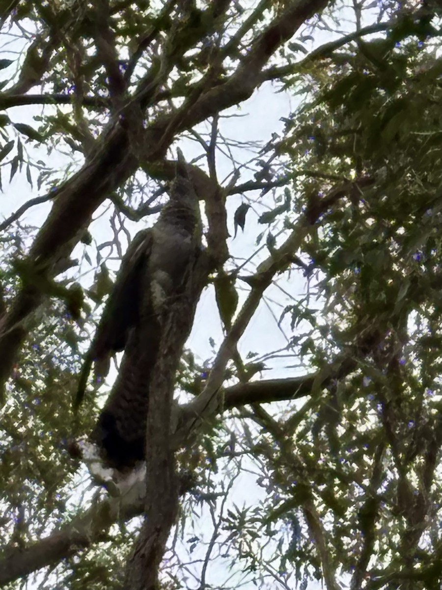 Channel-billed Cuckoo - ML646554384