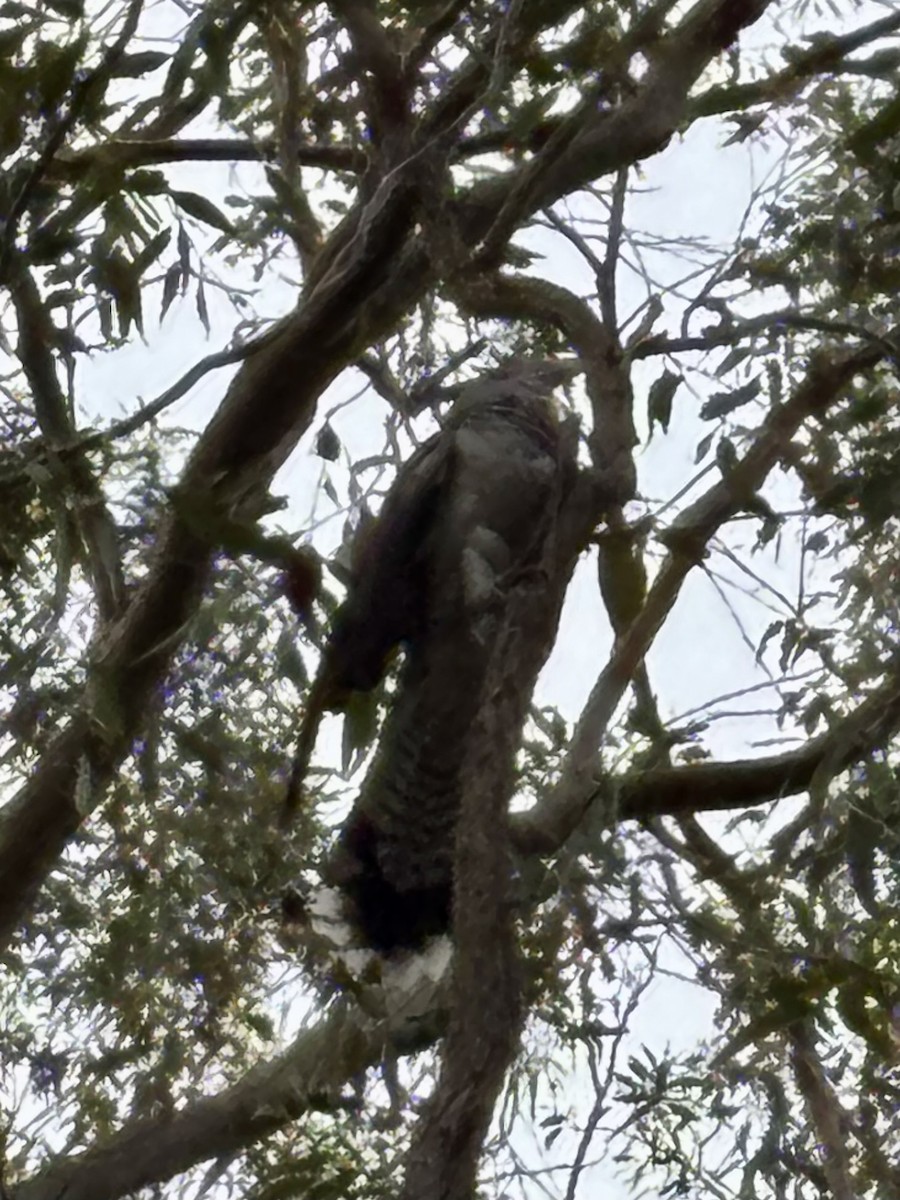 Channel-billed Cuckoo - ML646554385
