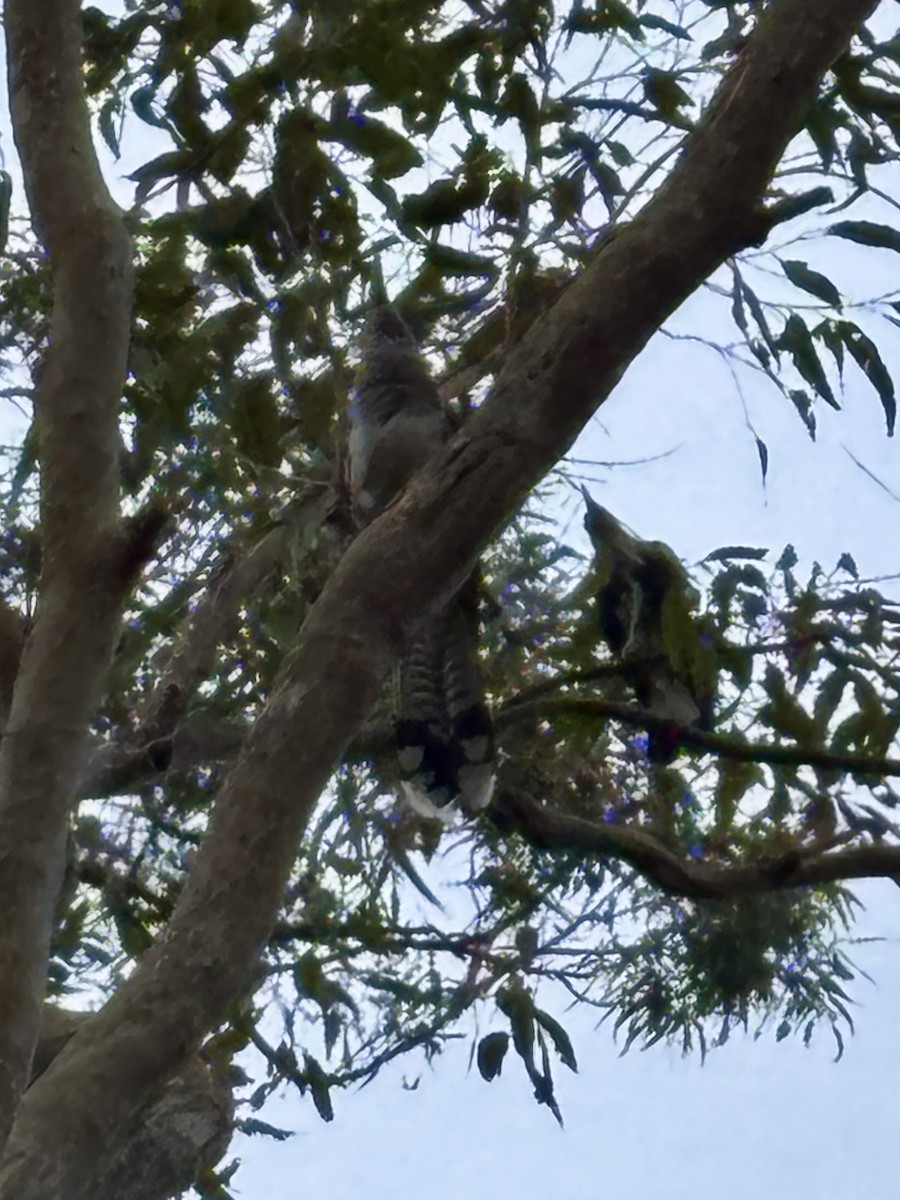 Channel-billed Cuckoo - ML646554386