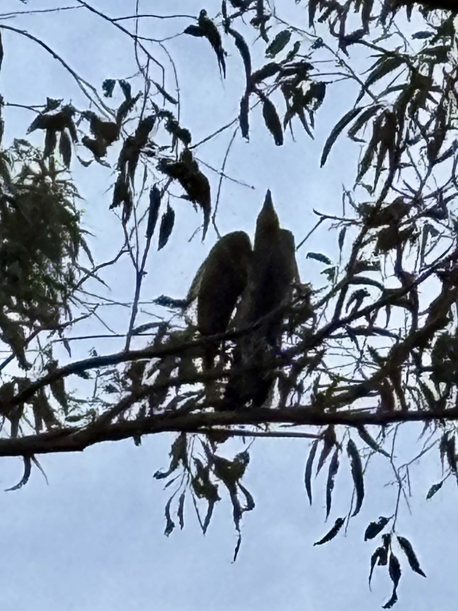 Channel-billed Cuckoo - ML646554387