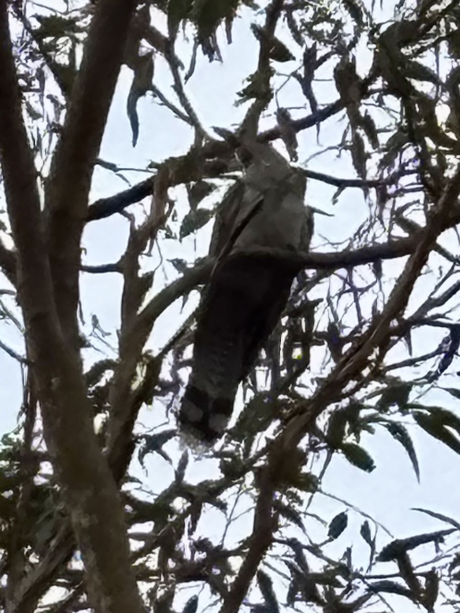 Channel-billed Cuckoo - ML646554388