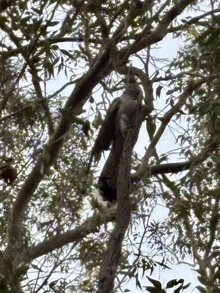 Channel-billed Cuckoo - ML646554389