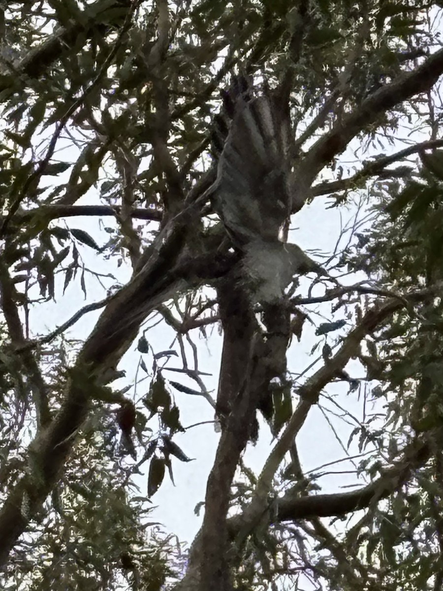 Channel-billed Cuckoo - ML646554390