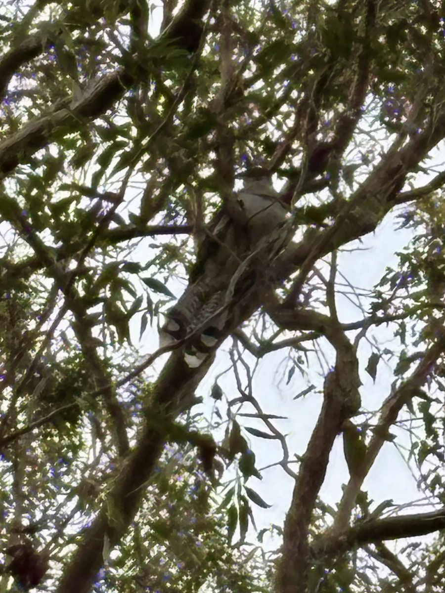 Channel-billed Cuckoo - ML646554391