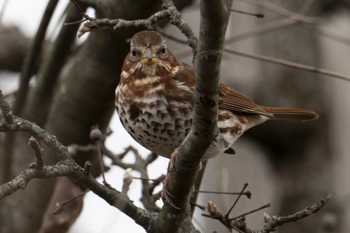 strnadec kaštanový (ssp. iliaca/zaboria) - ML646554392