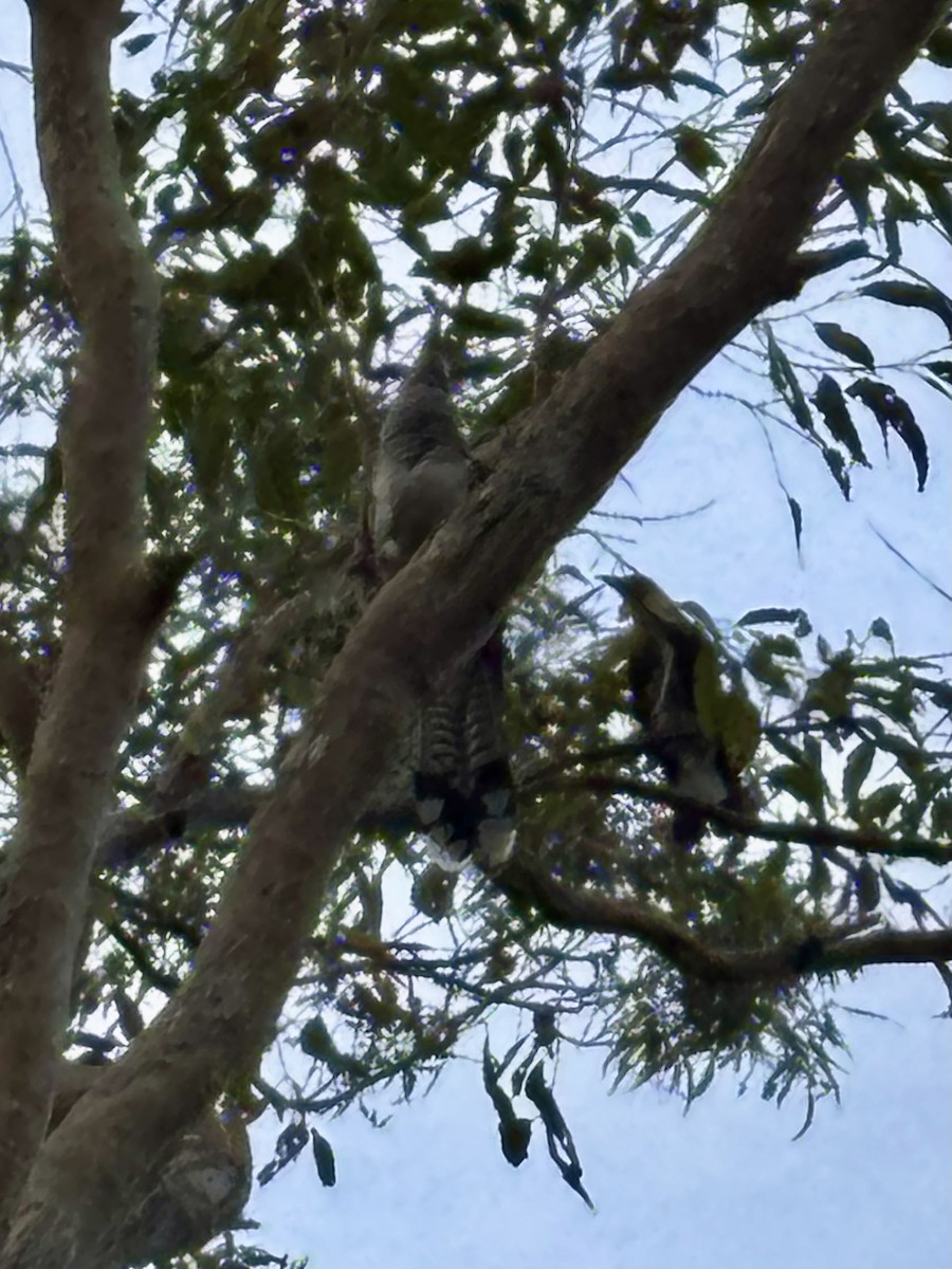 Channel-billed Cuckoo - ML646554393