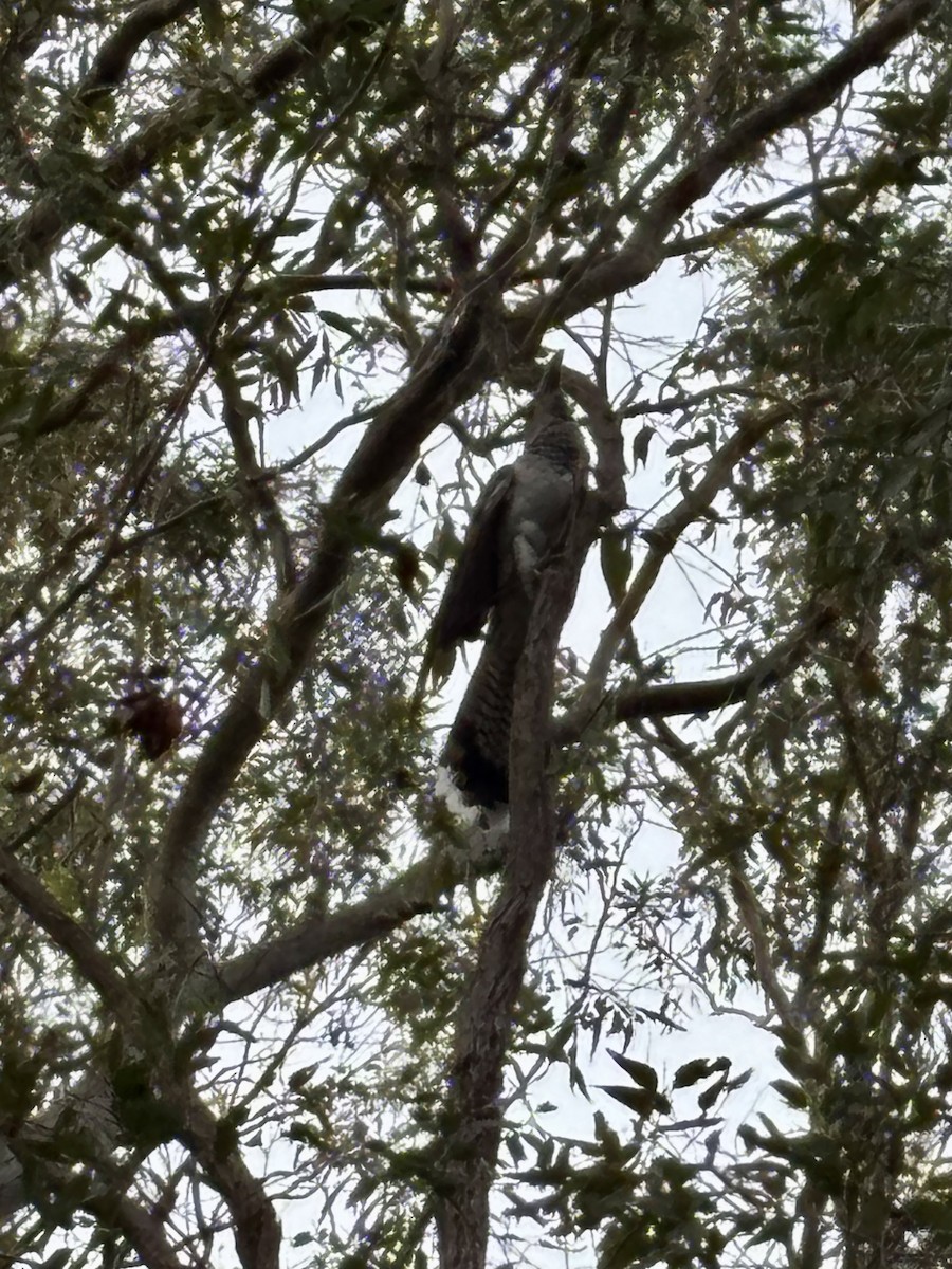 Channel-billed Cuckoo - ML646554394