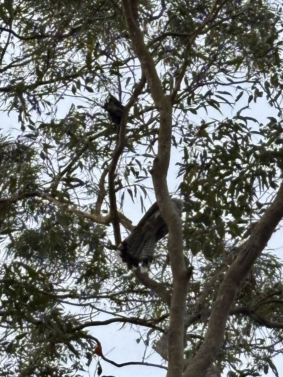Channel-billed Cuckoo - ML646554395