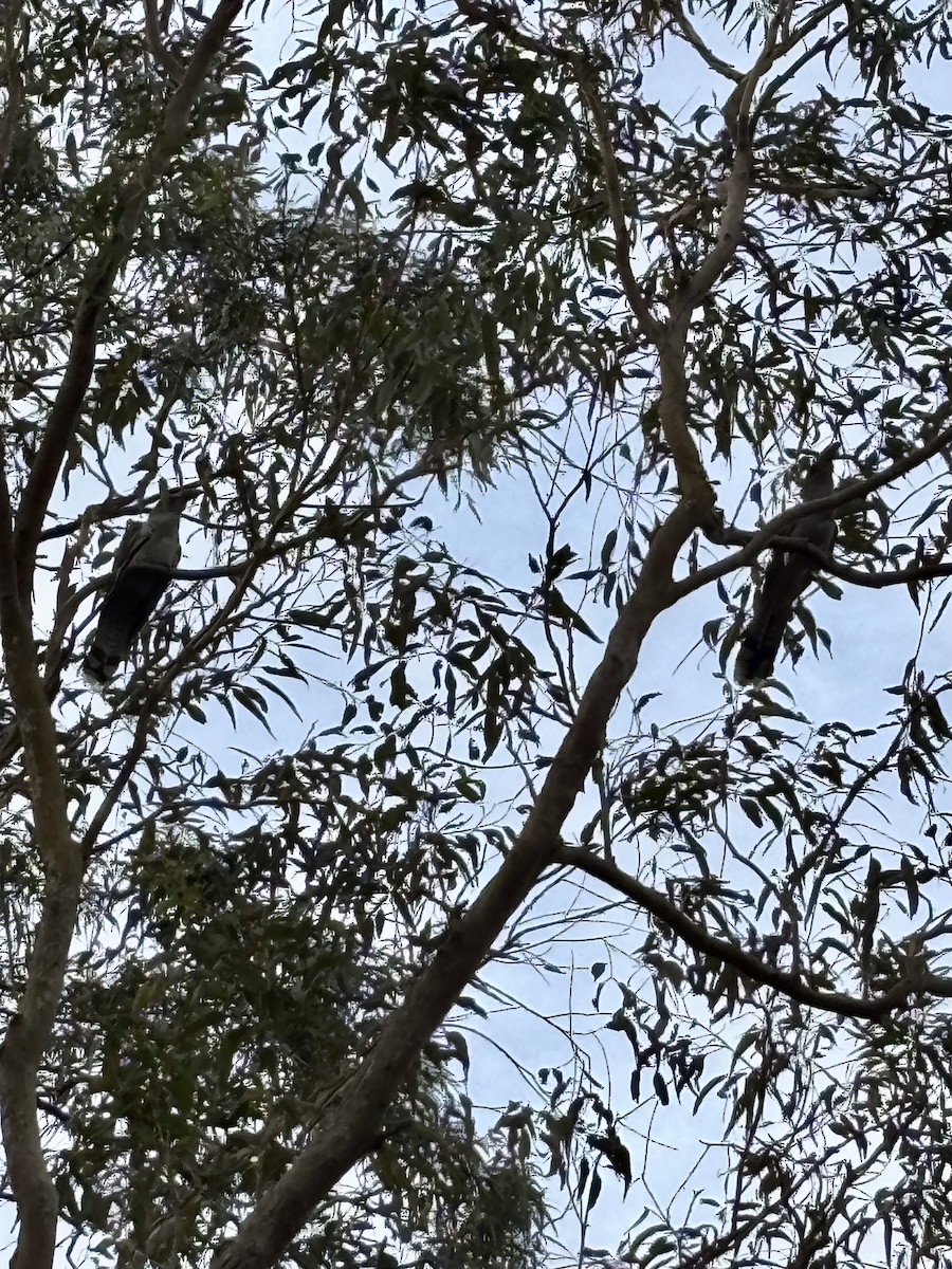 Channel-billed Cuckoo - ML646554396