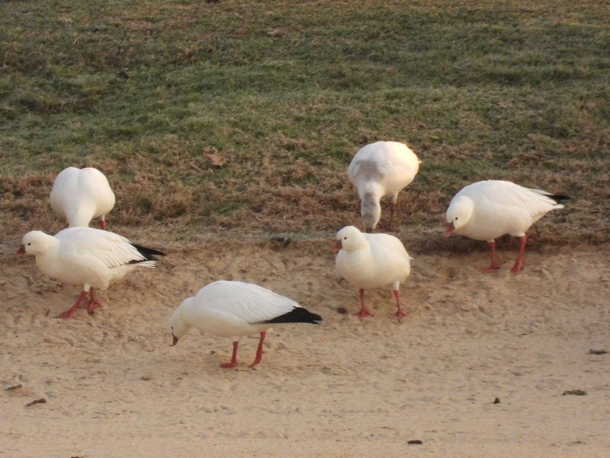 Ross's Goose - ML646554398