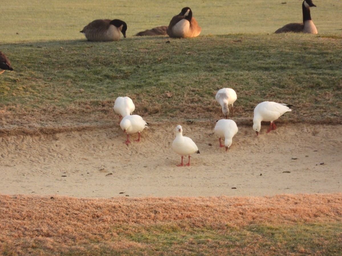 Ross's Goose - ML646554399