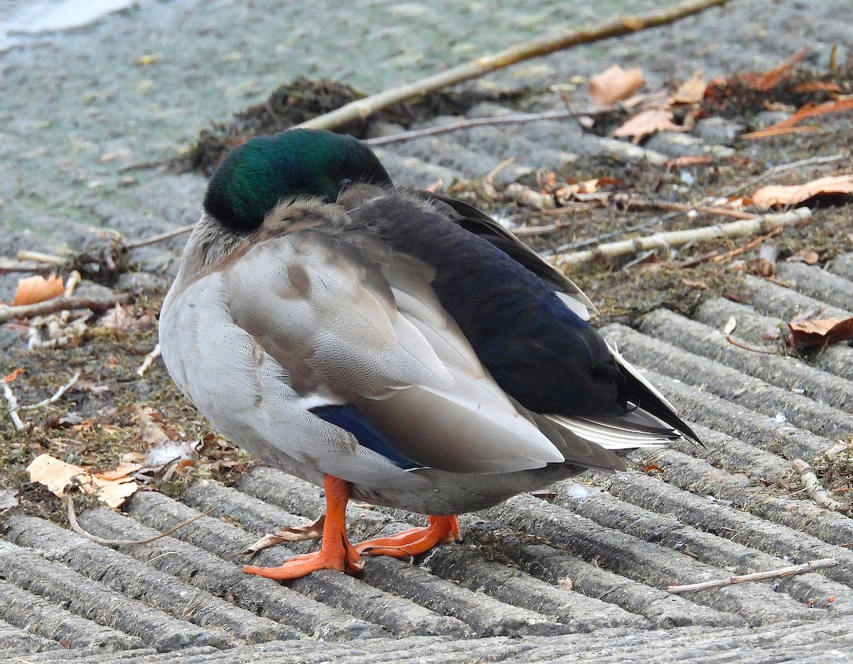 Ánade Azulón (variedad doméstica) - ML646554400