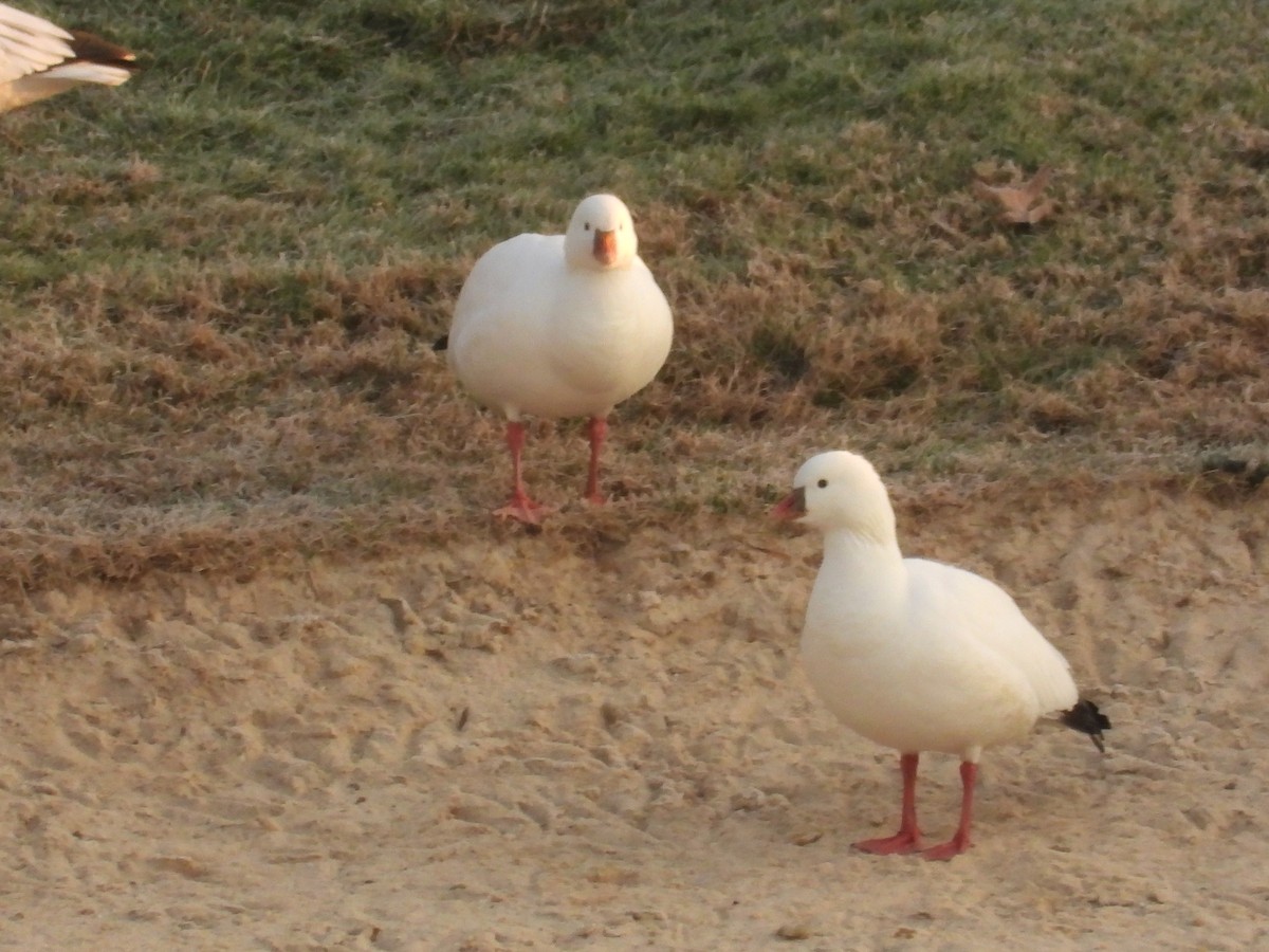 Ross's Goose - ML646554409