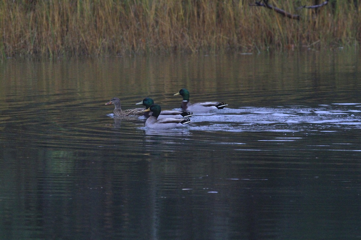 Mallard - ML646554410