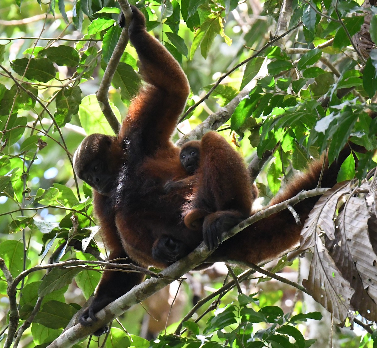 Common Woolly Monkey - ML646554411