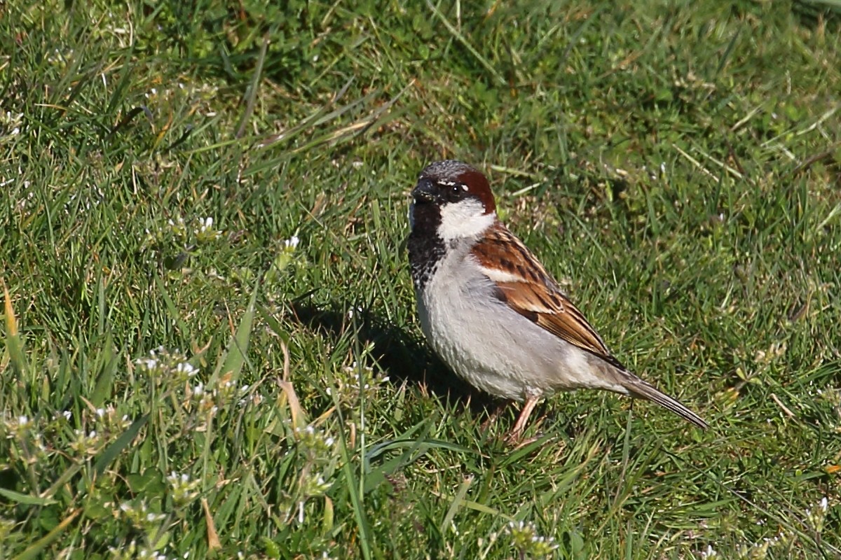 Etxe-txolarrea - ML646554412