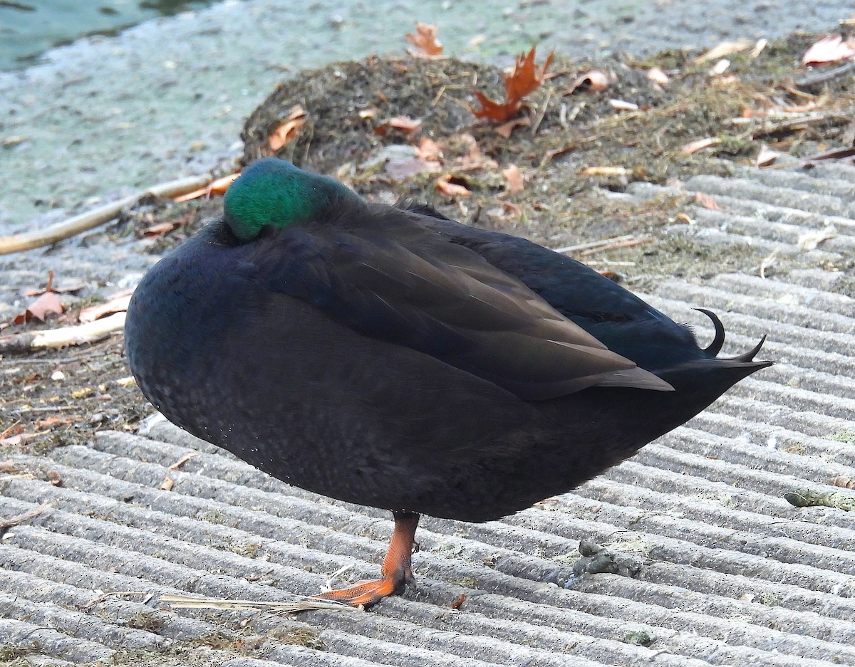 Pato sp. - ML646554413