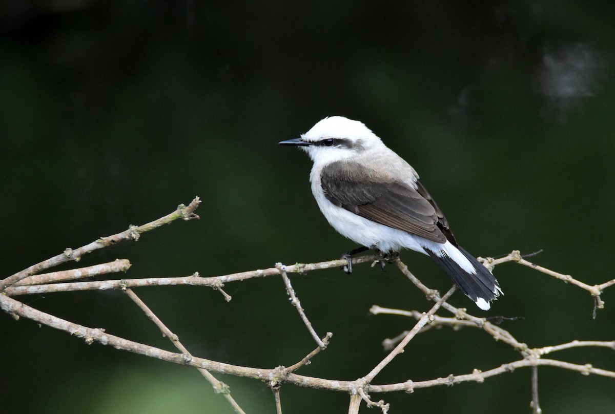 Masked Water-Tyrant - ML646554414