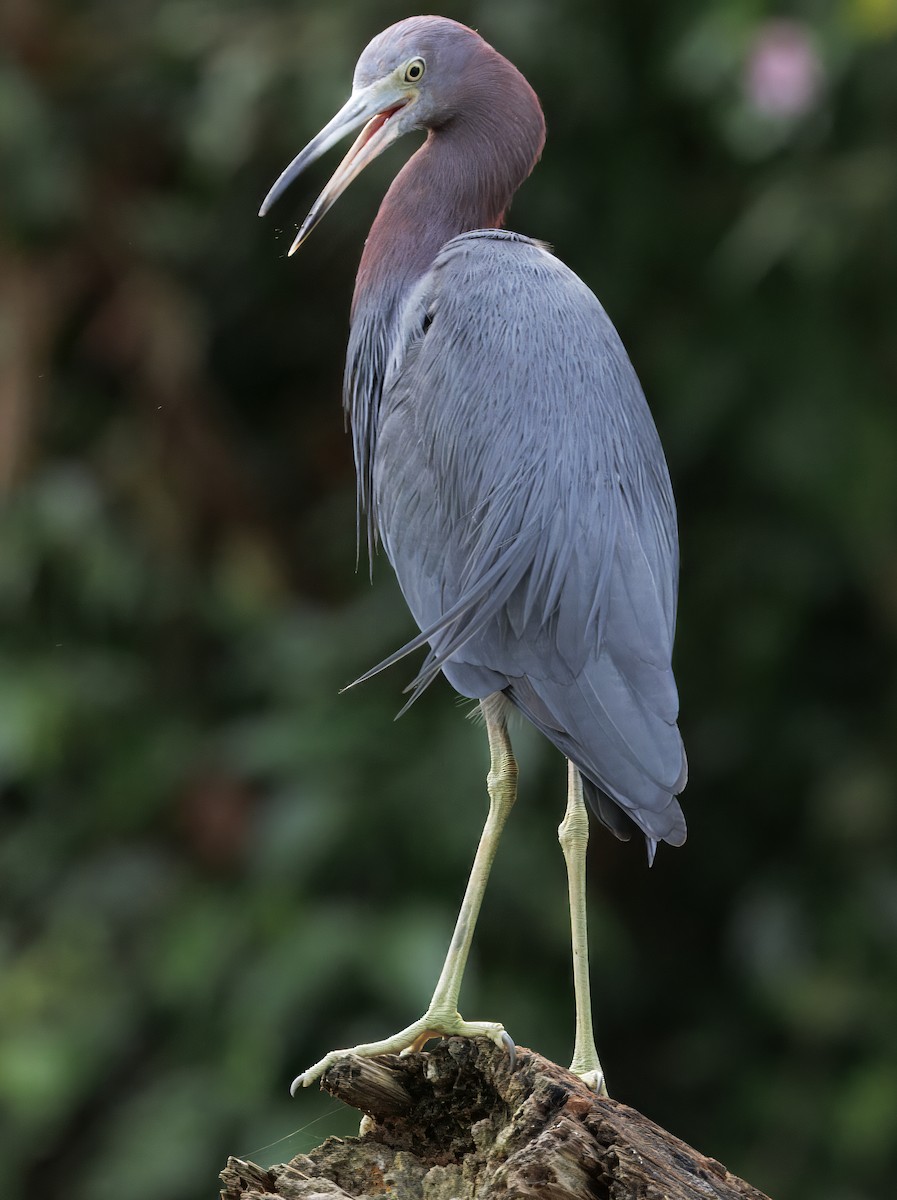 volavka modrošedá - ML646554417