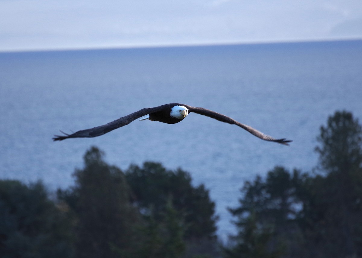 Itsas arrano buruzuria - ML646554418