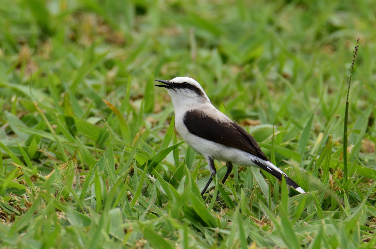 Masked Water-Tyrant - ML646554420