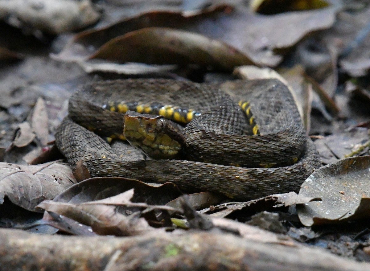 Common Lancehead - ML646554421