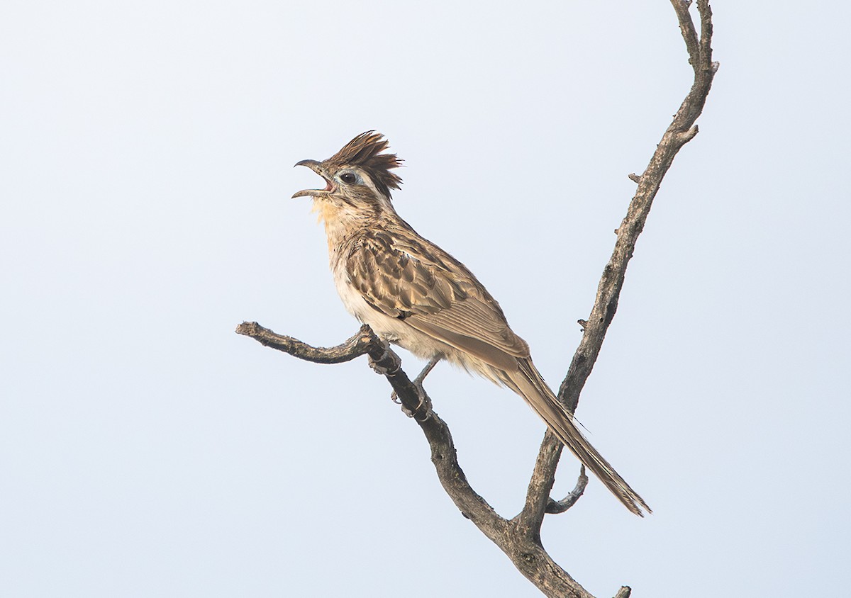 Striped Cuckoo - ML646554422