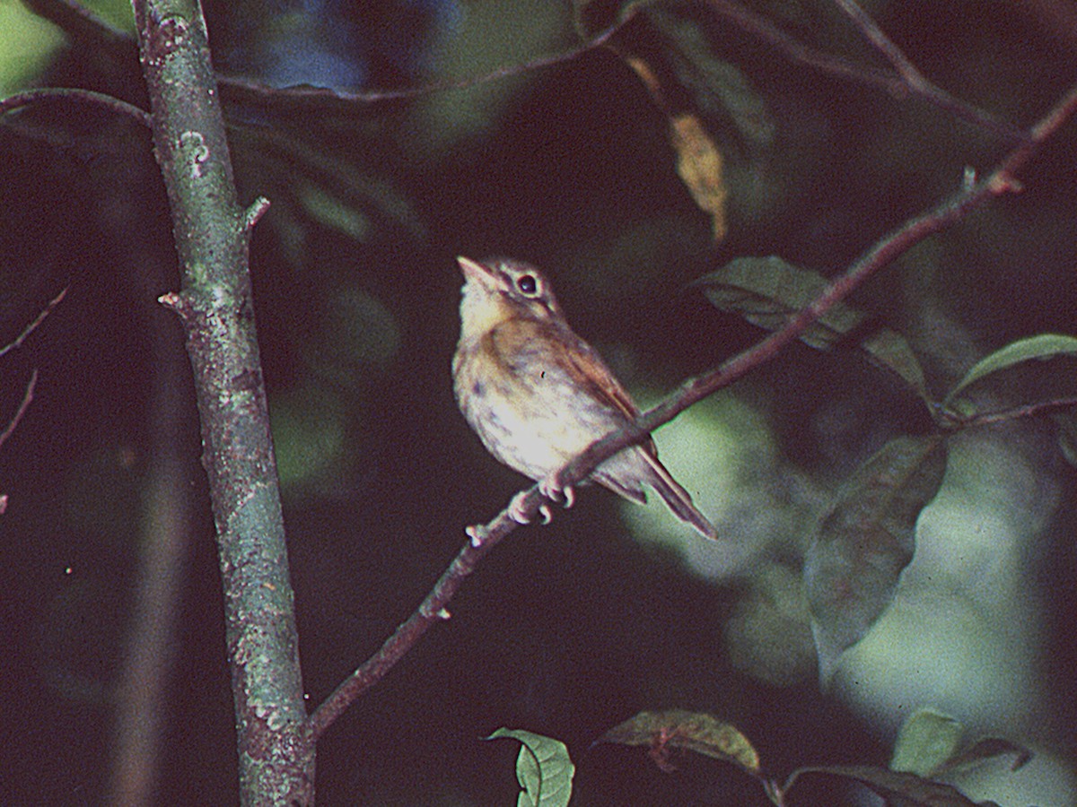 rødvingespadenebb - ML646554423