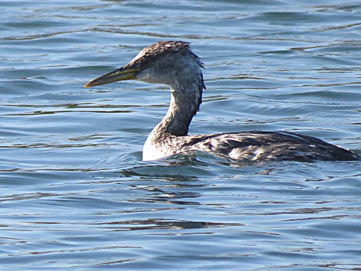 Red-necked Grebe - ML646554424